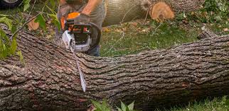 Best Tree Cabling and Bracing  in St Rose, LA